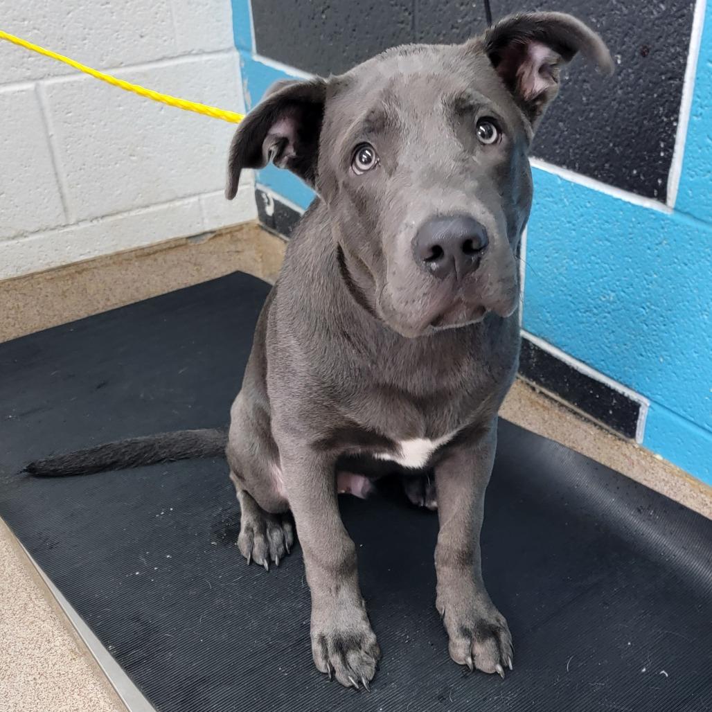 Smokie, Adoptable, Young Male Mixed Breed.