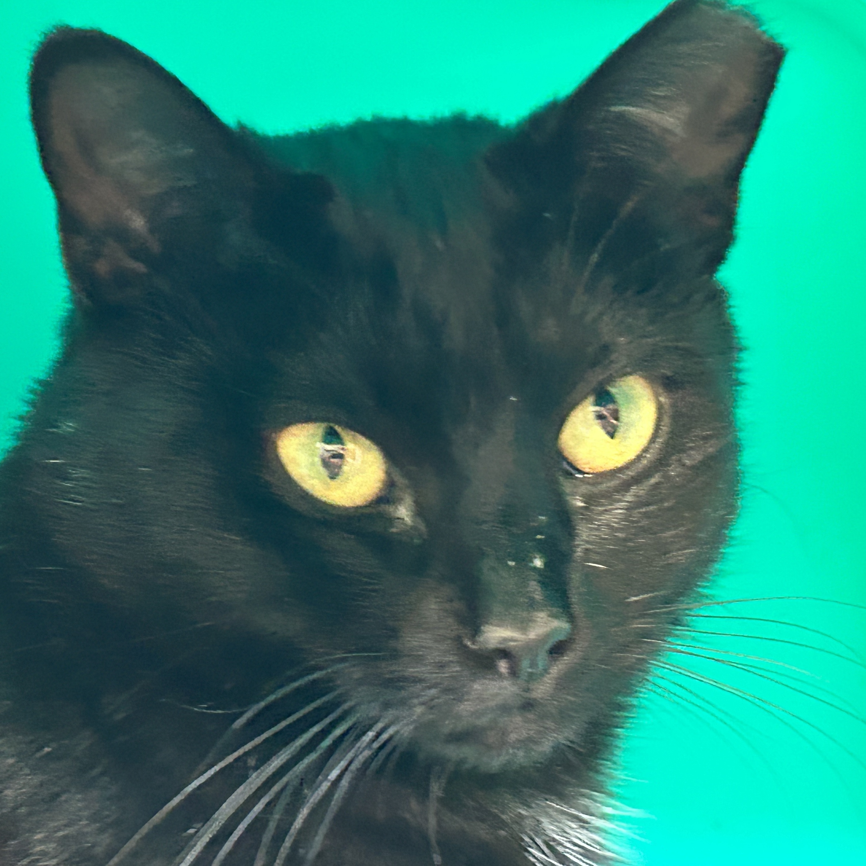 Wendy, Adult Female Domestic Short Hair