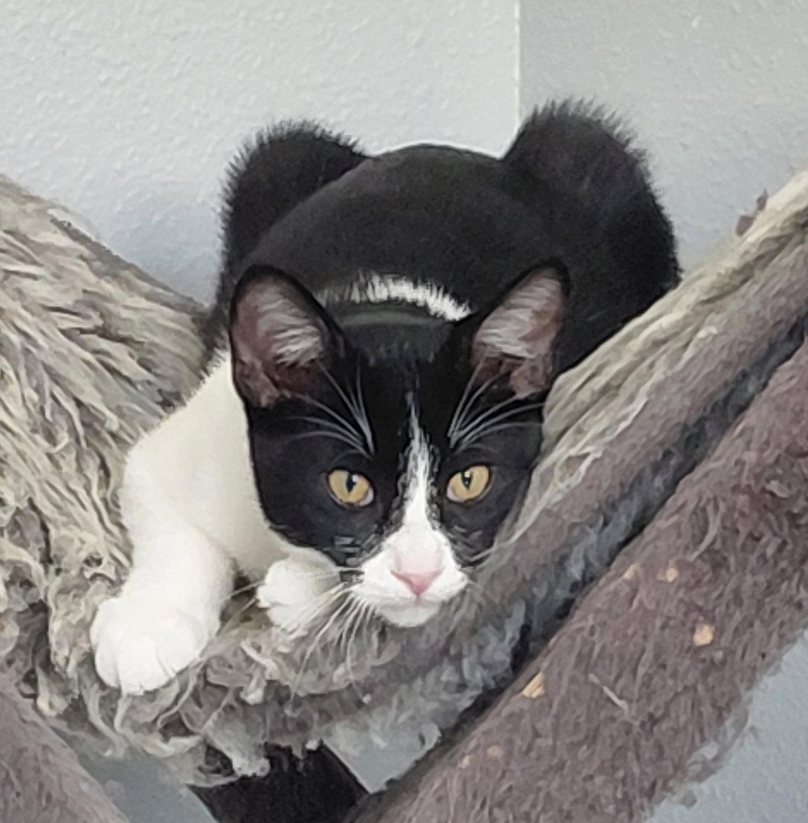 Rome, a Adoptable Domestic Short Hair in Montello, WI image 1/3
