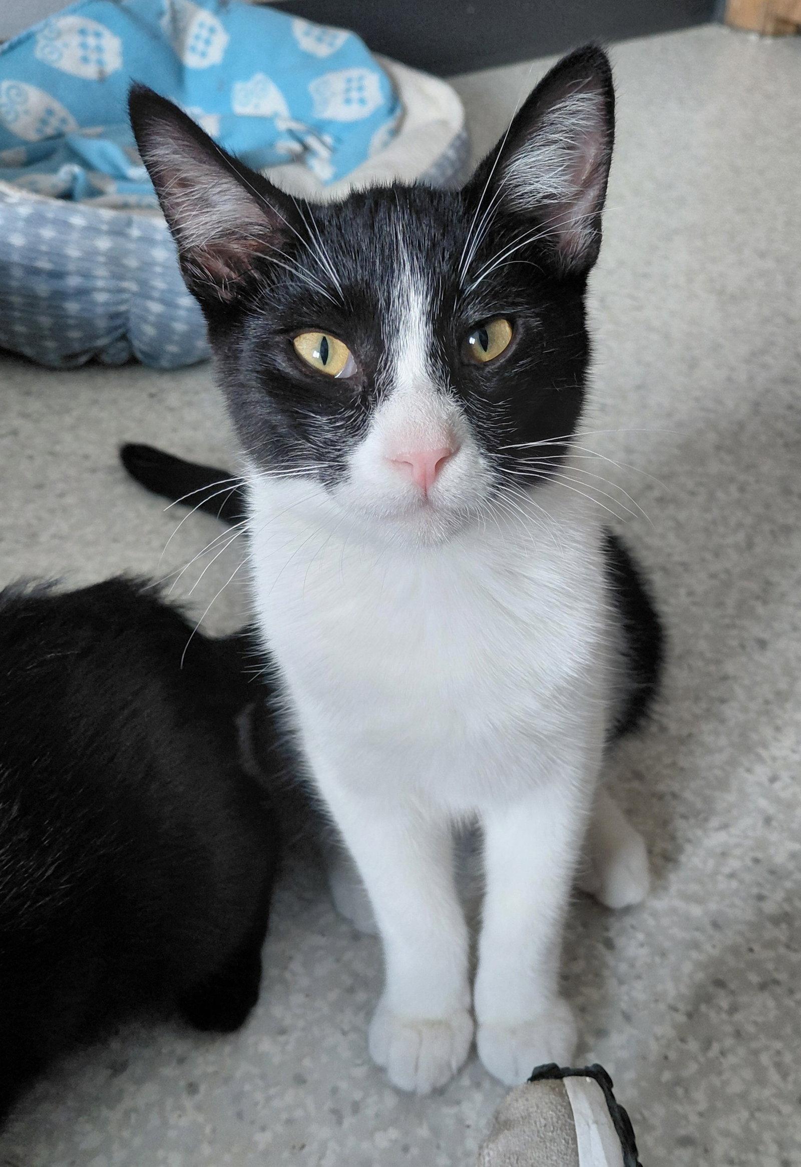 Rome, a Adoptable Domestic Short Hair in Montello, WI image 2/3