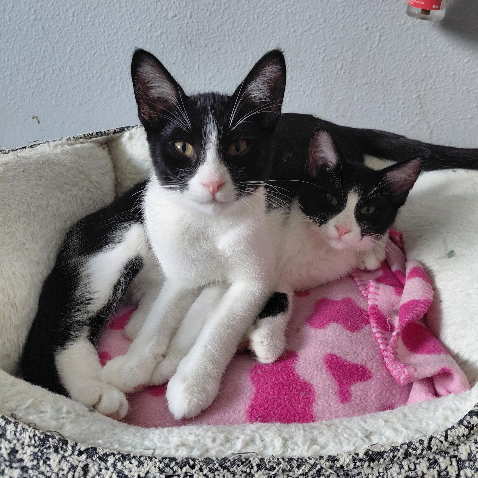 Rome, a Adoptable Domestic Short Hair in Montello, WI image 3/3
