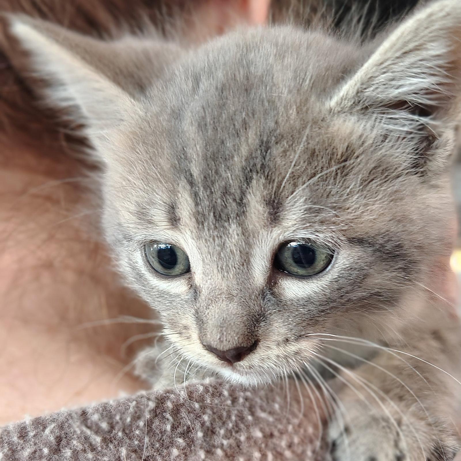 Violet, Adoptable, Kitten Female Domestic Medium Hair.