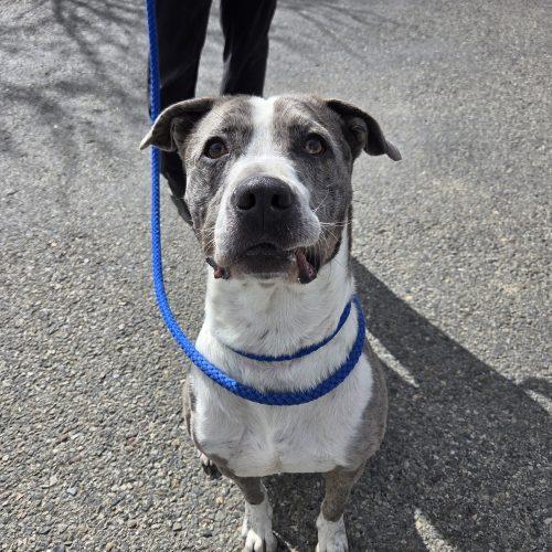 Higgins, Adoptable, Adult Male Catahoula Leopard Dog & Australian Shepherd.