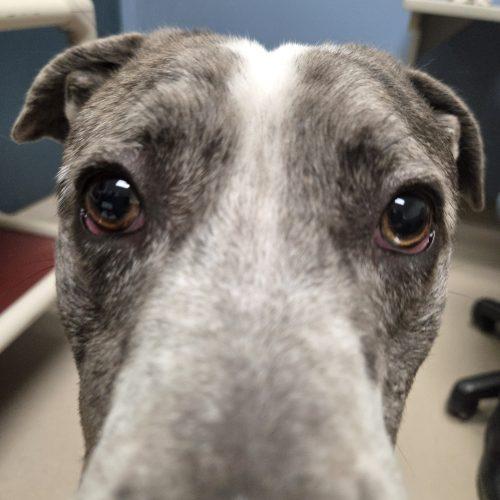 Enlarge Higgins, a Adoptable mixed breed in Grand Junction, CO image 2/6