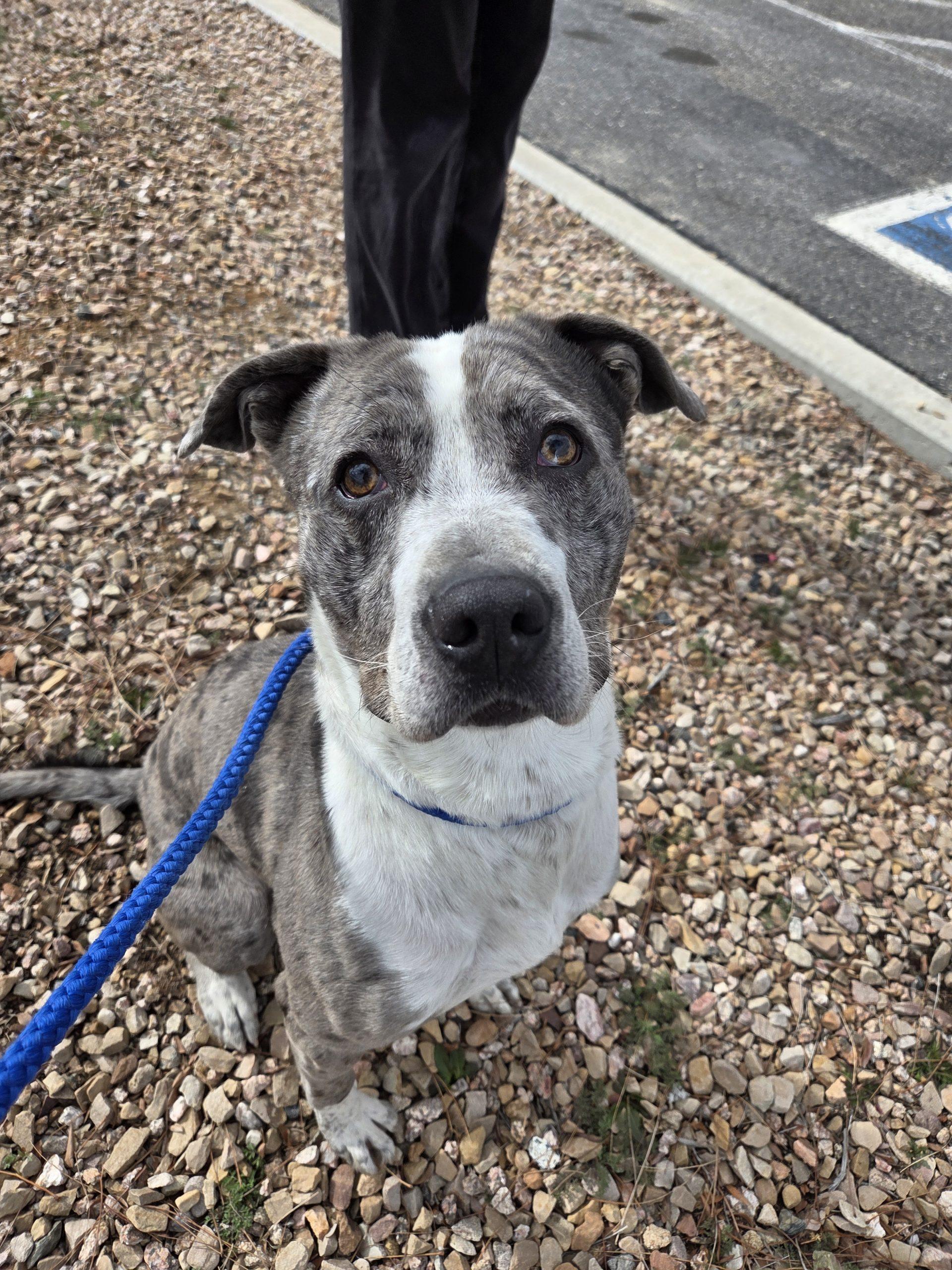 Enlarge Higgins, a Adoptable mixed breed in Grand Junction, CO image 3/6