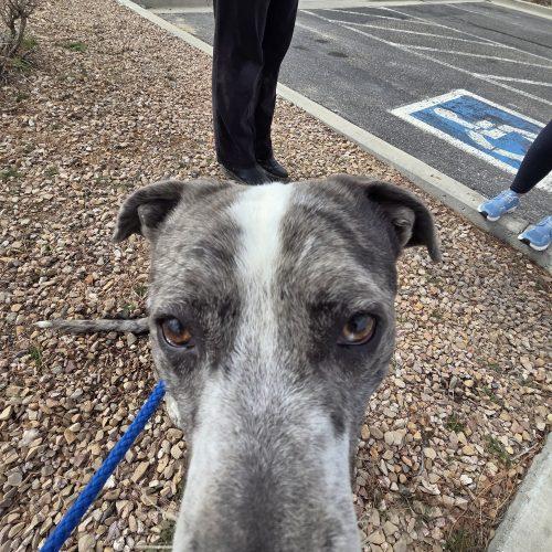 Enlarge Higgins, a Adoptable mixed breed in Grand Junction, CO image 4/6