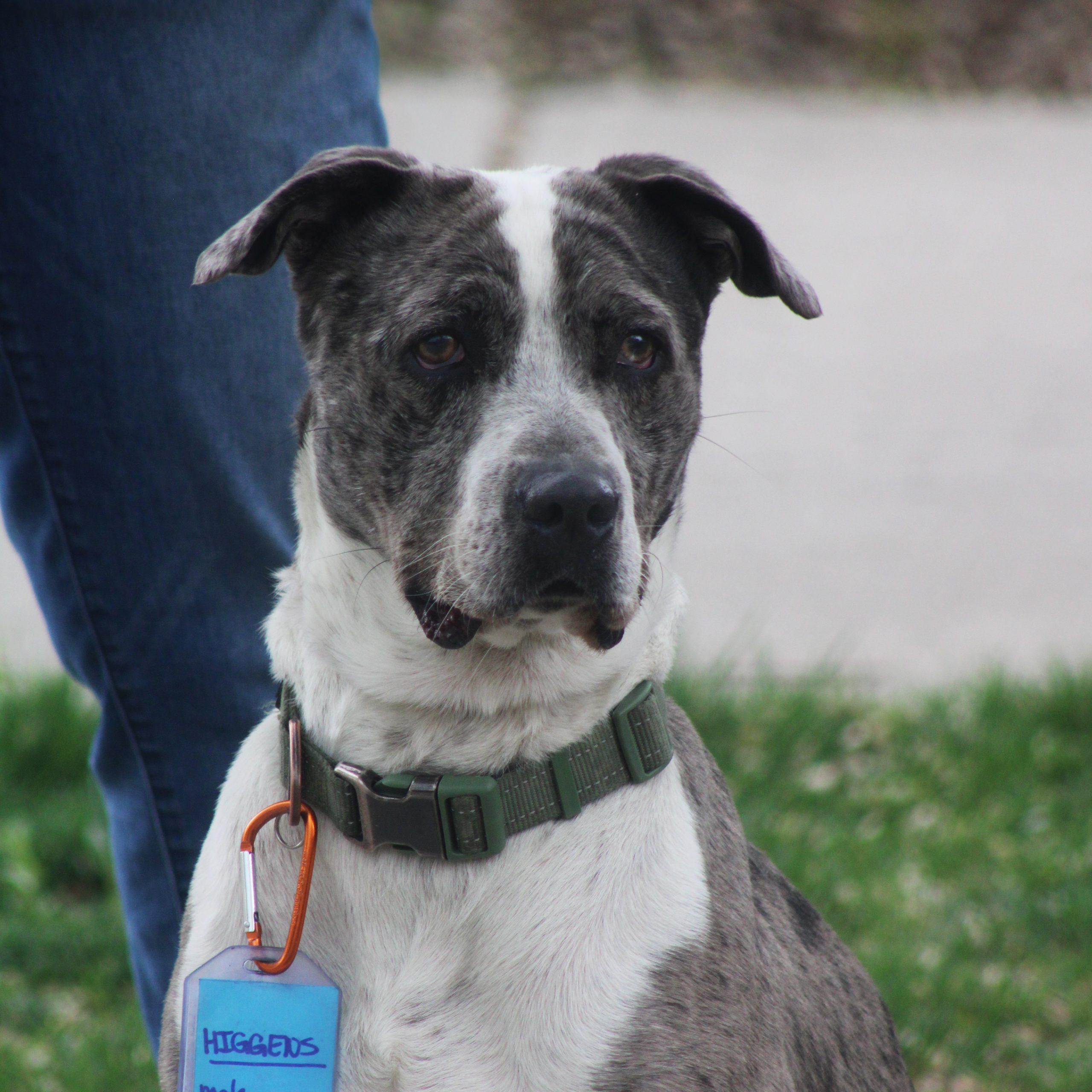 Enlarge Higgins, a Adoptable mixed breed in Grand Junction, CO image 4/6