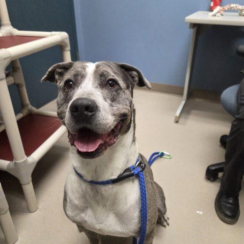 Enlarge Higgins, a Adoptable mixed breed in Grand Junction, CO image 5/6