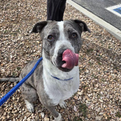 Enlarge Higgins, a Adoptable mixed breed in Grand Junction, CO image 6/6