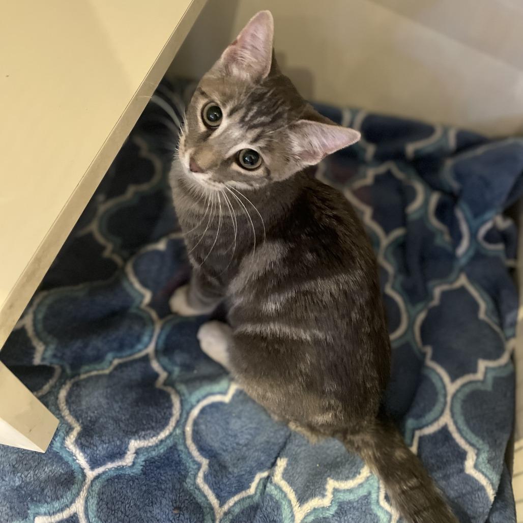 Kayden, Adoptable, Kitten Female Domestic Short Hair.