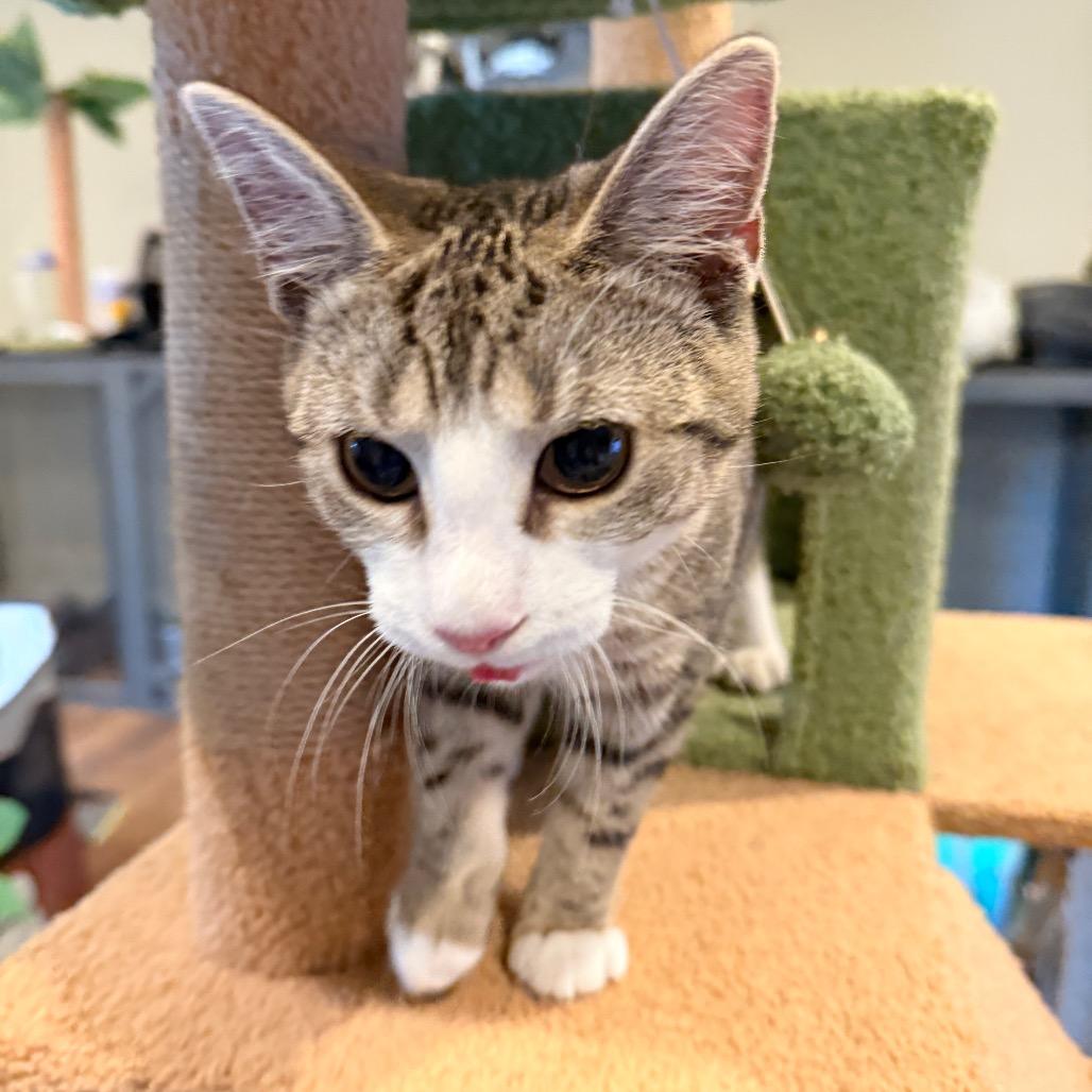 1125-146 Tobi, Adoptable, Young Female Domestic Short Hair.