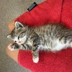 Enlarge 1125-146 Tobi, a Adoptable Domestic Short Hair in Abingdon, MD image 3/4