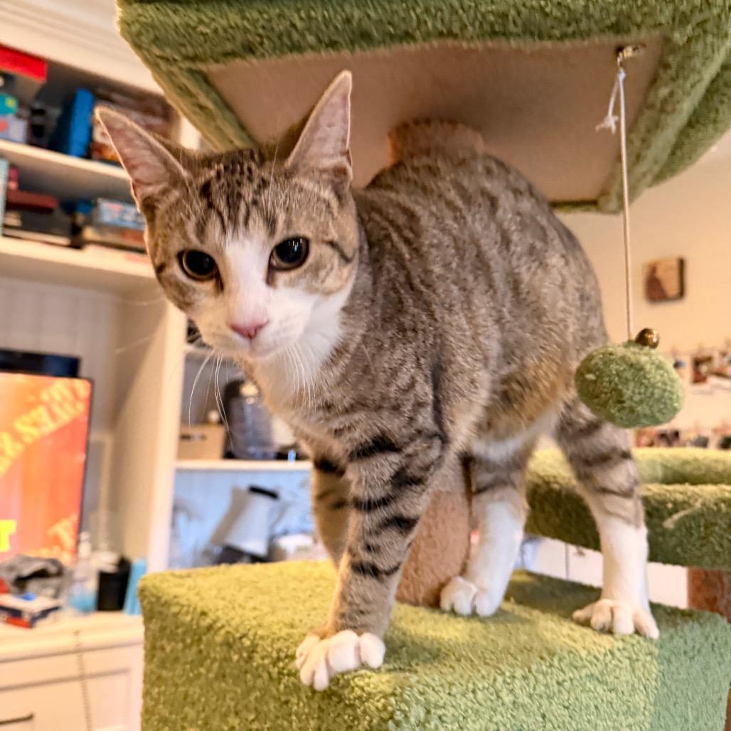 Enlarge 1125-146 Tobi, a Adoptable Domestic Short Hair in Abingdon, MD image 4/4