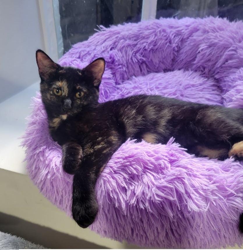 Lucy Ricardo, Adopted, Young Female Domestic Short Hair.