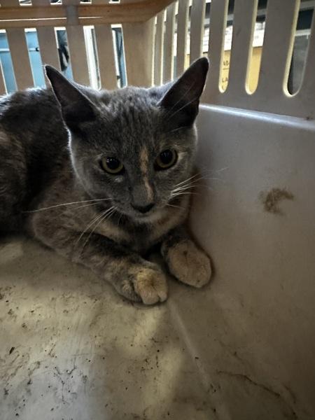Enlarge Frizzle, a Adoptable mixed breed in Vallejo, CA image 1/1