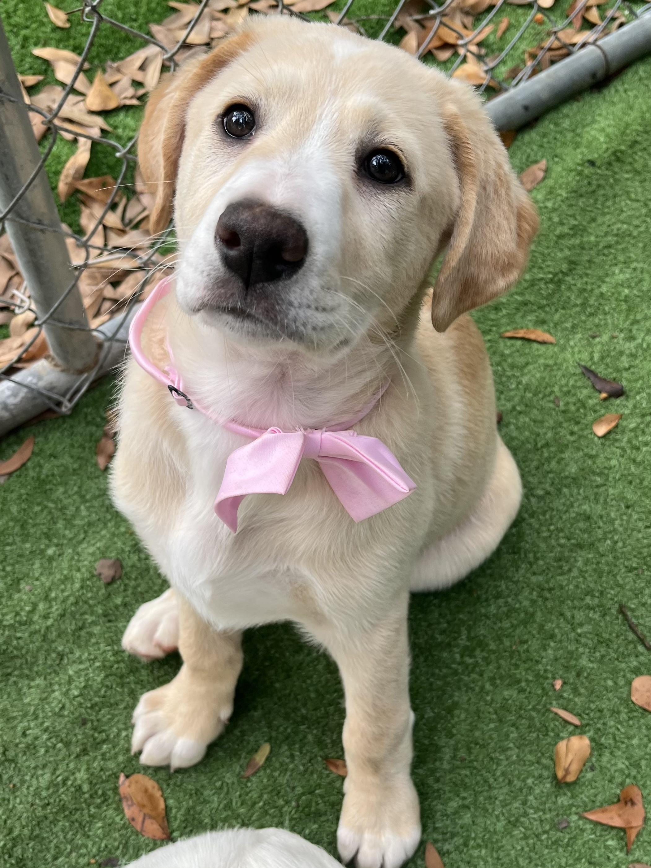 Enlarge Andi, an adopted mixed breed in Barnwell , SC image 6/6