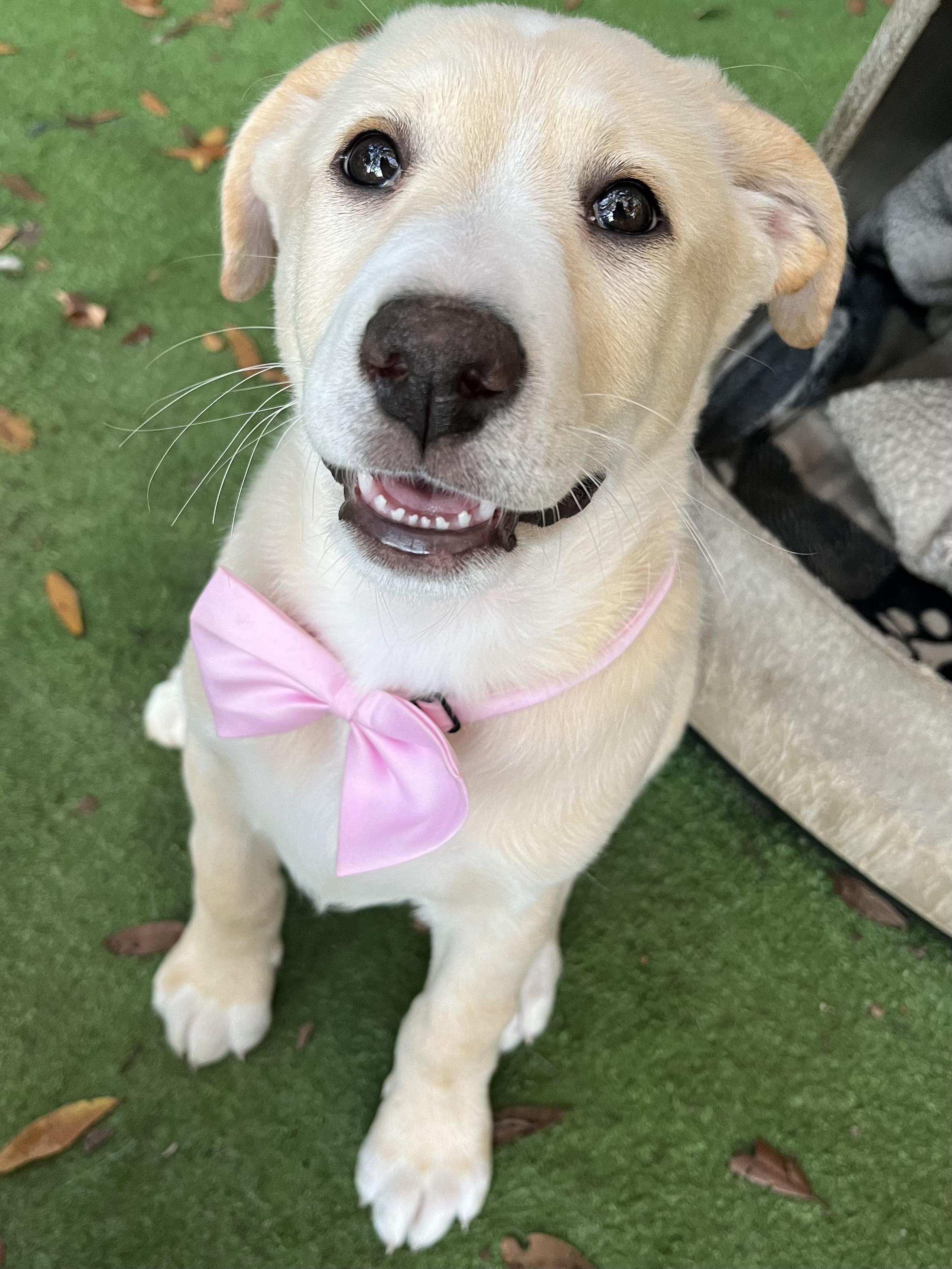 Enlarge Andi, an adopted mixed breed in Barnwell , SC image 4/6