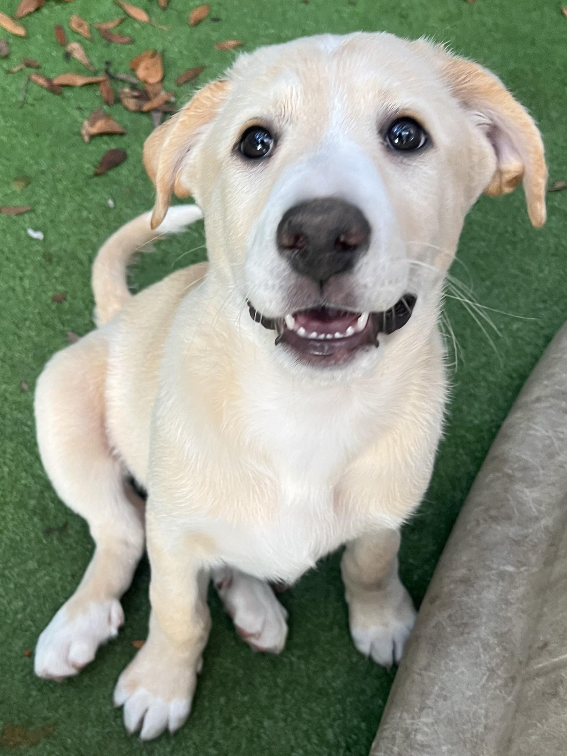 Andi, adopted, Puppy Female Labrador Retriever & Mixed Breed.