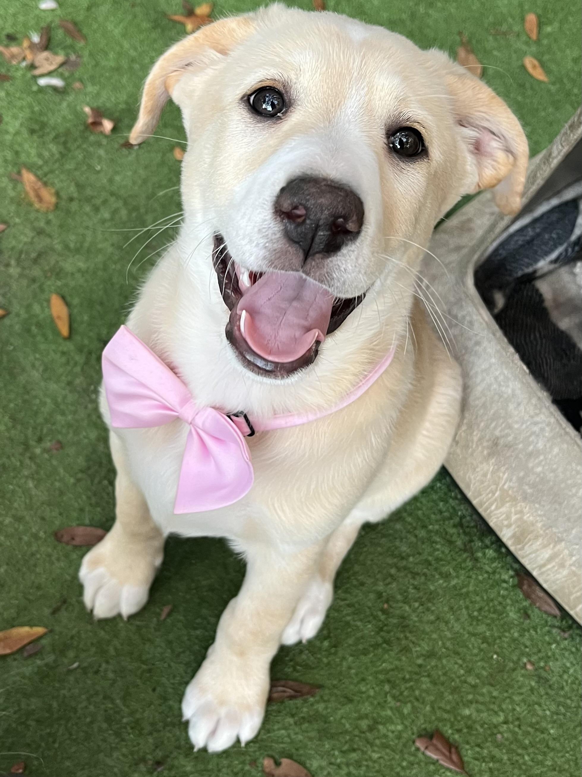 Enlarge Andi, an adopted mixed breed in Barnwell , SC image 2/6