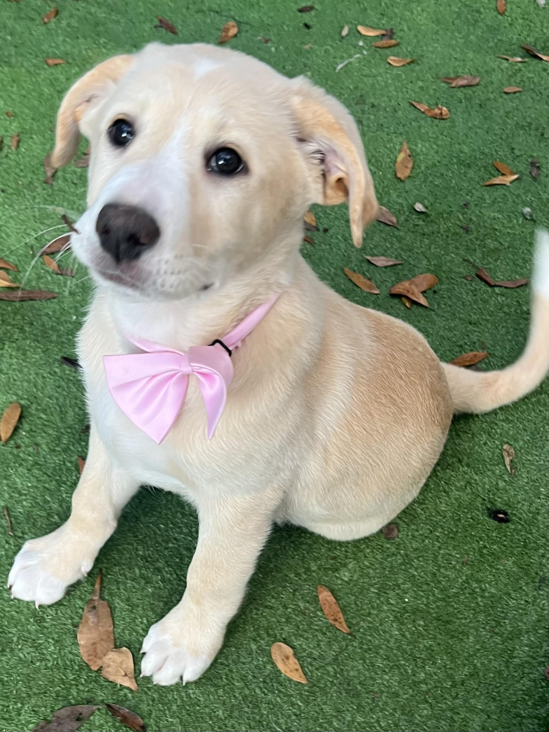 Enlarge Andi, an adopted mixed breed in Barnwell , SC image 5/6