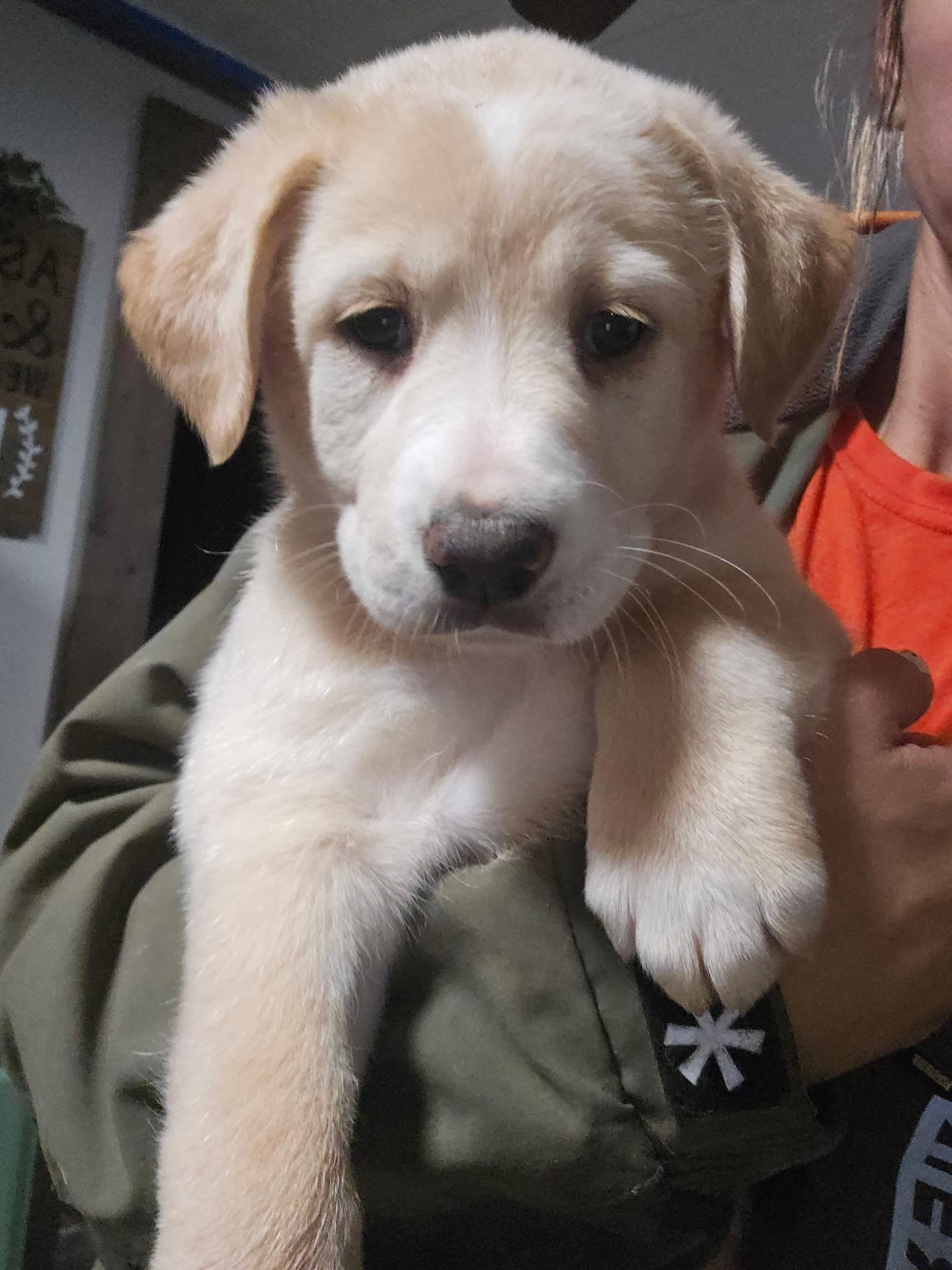 Enlarge Andi, an adopted mixed breed in Barnwell , SC image 3/6