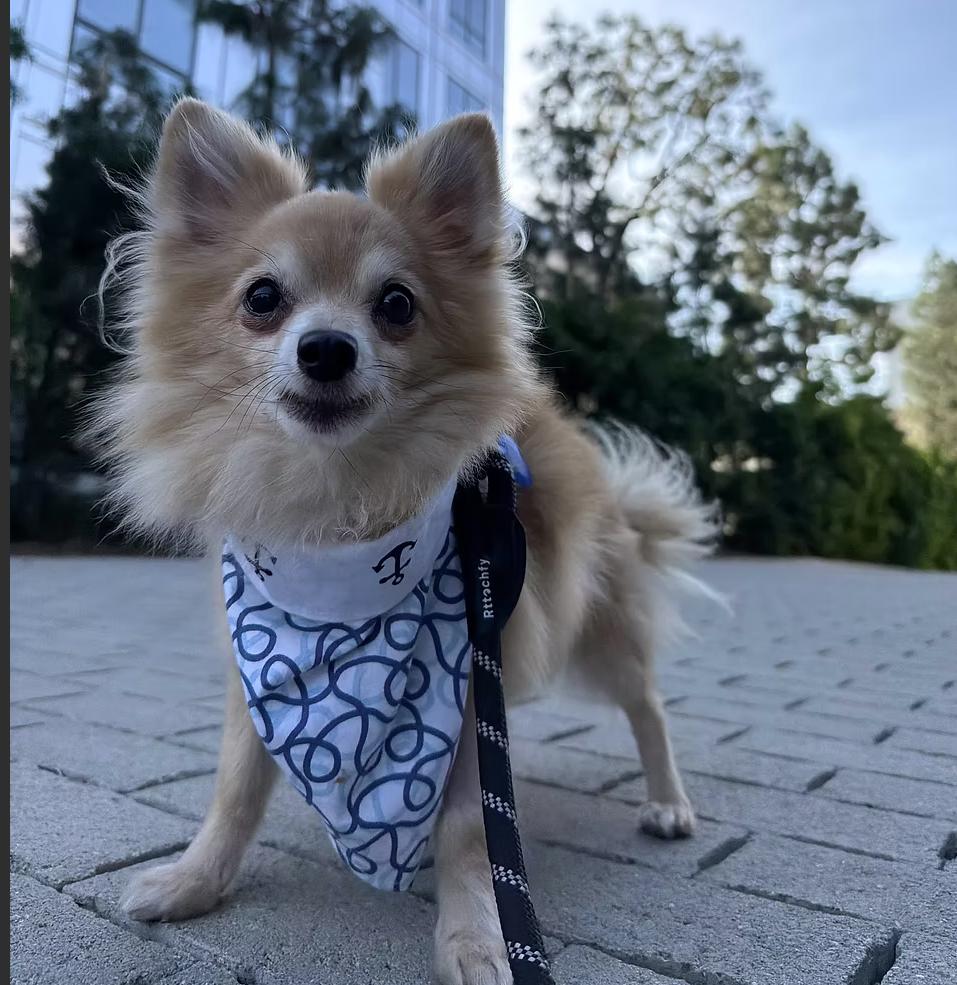 Enlarge Wrangler, a ADOPTABLE mixed breed in Placentia, CA image 1/1