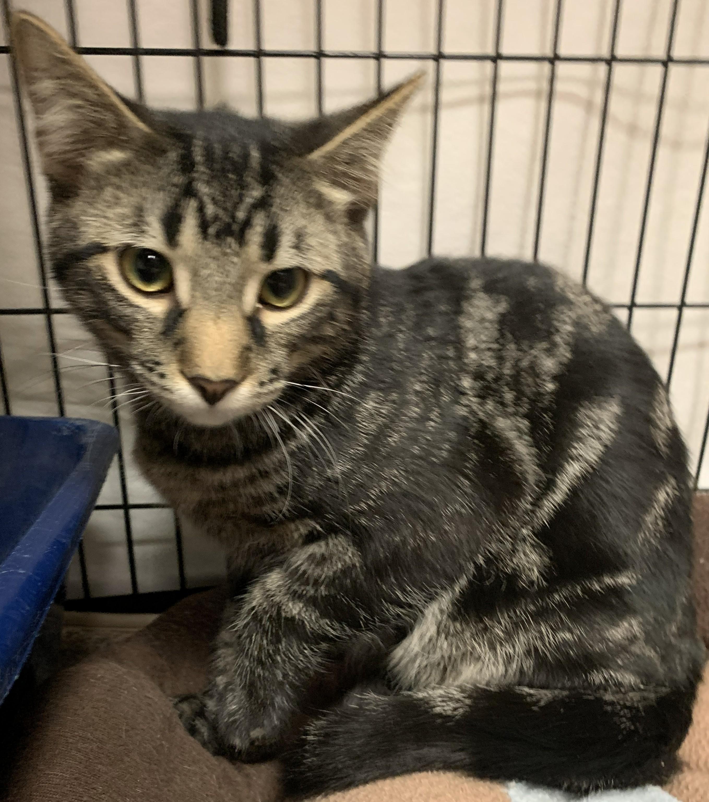 Enlarge Yancy25, a ADOPTABLE Domestic Short Hair in Milwaukee, WI image 4/4