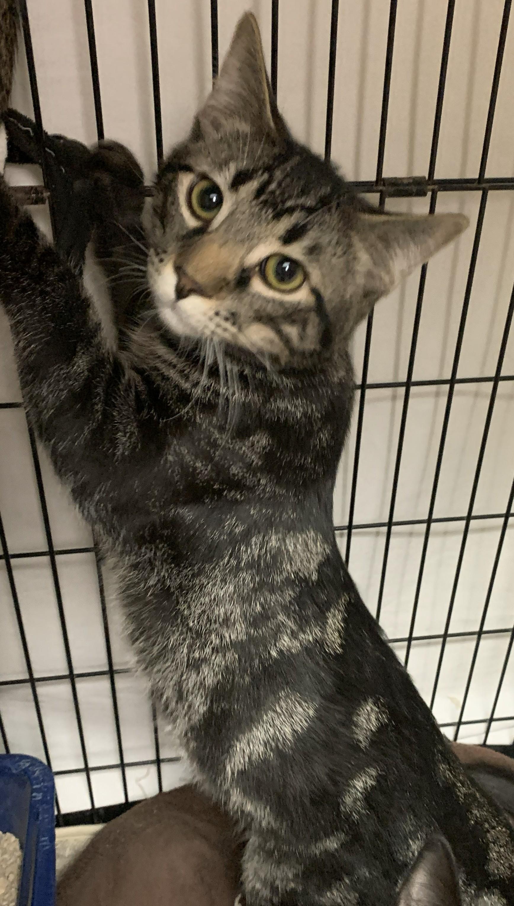 Enlarge Yancy25, a ADOPTABLE Domestic Short Hair in Milwaukee, WI image 2/4