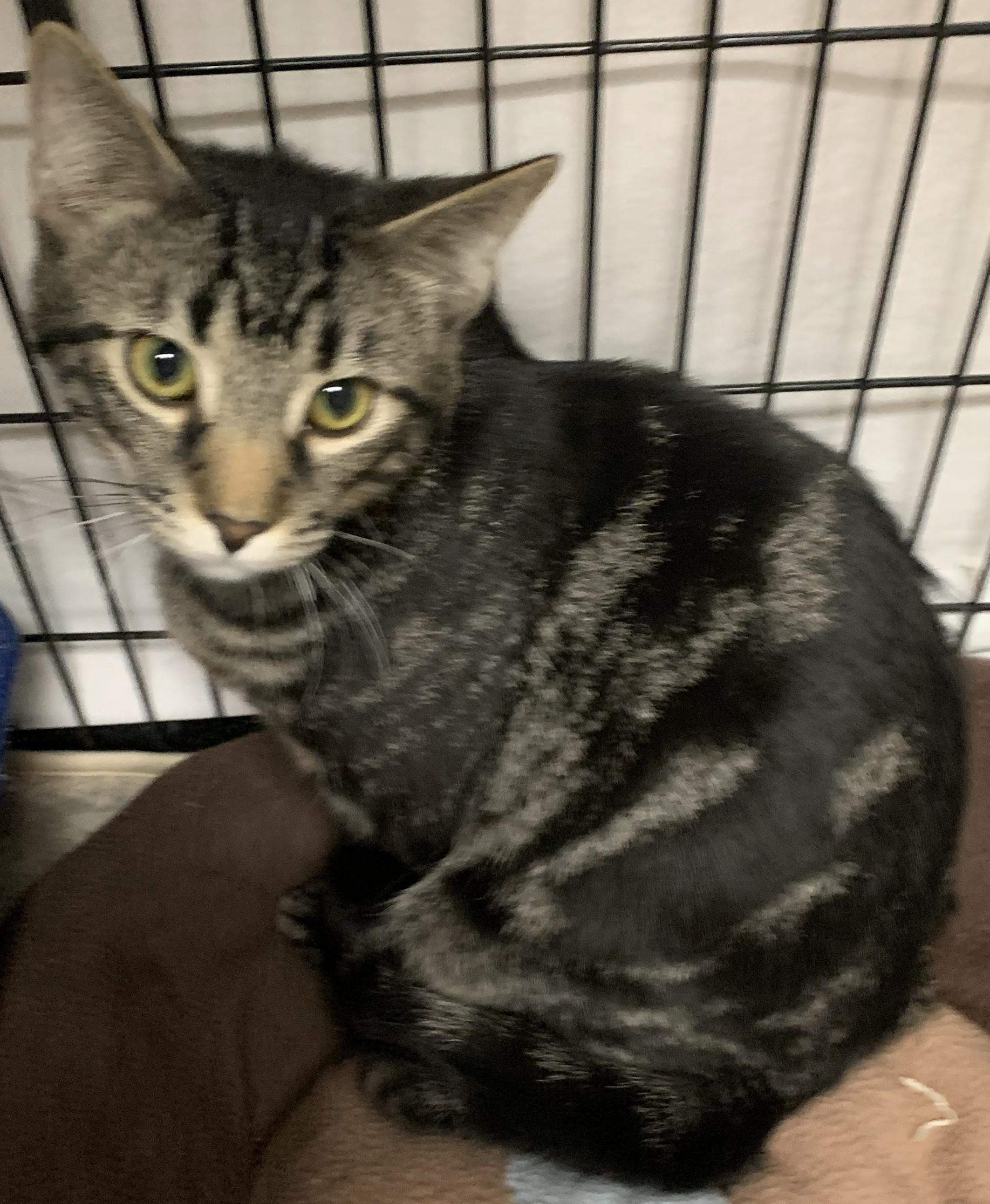 Yancy25, ADOPTABLE, Kitten Male Domestic Short Hair.