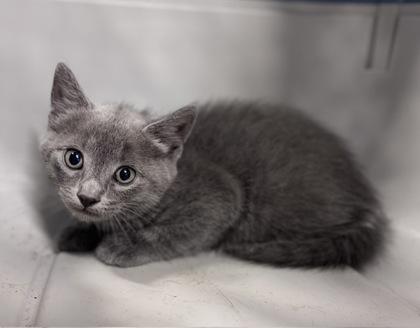 Booker, Adoptable, Kitten Male Domestic Short Hair.