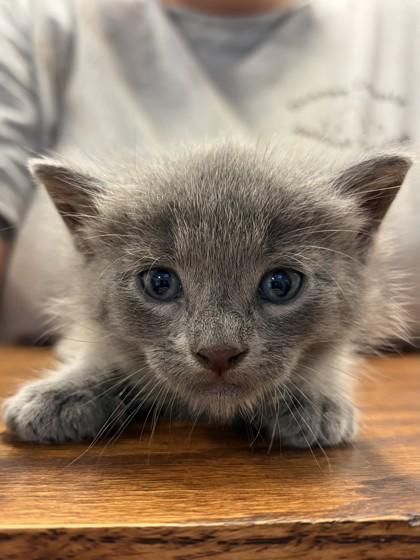 Enlarge Booker, a Adoptable Domestic Short Hair in Bishop, GA image 2/2