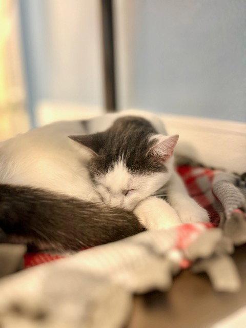 Enlarge Jennifer Lopez, a Adoptable Domestic Short Hair in Webster, WI image 1/3