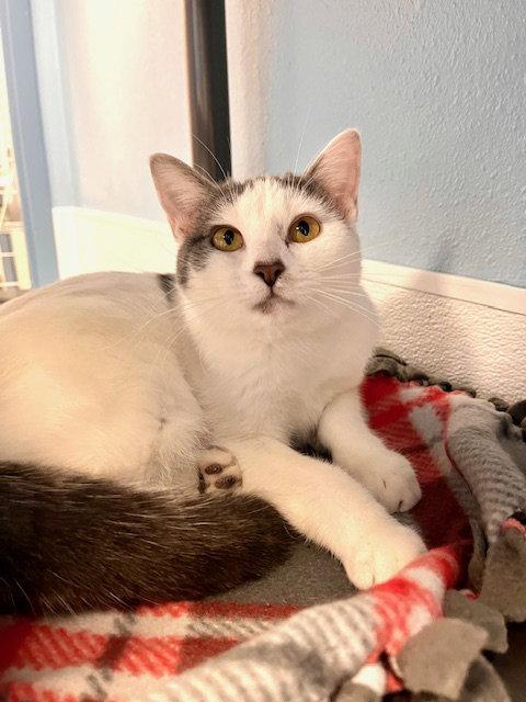 Enlarge Jennifer Lopez, a Adoptable Domestic Short Hair in Webster, WI image 2/3