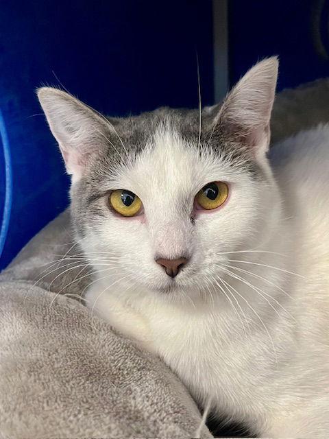 Jennifer Lopez, Adoptable, Young Female Domestic Short Hair.