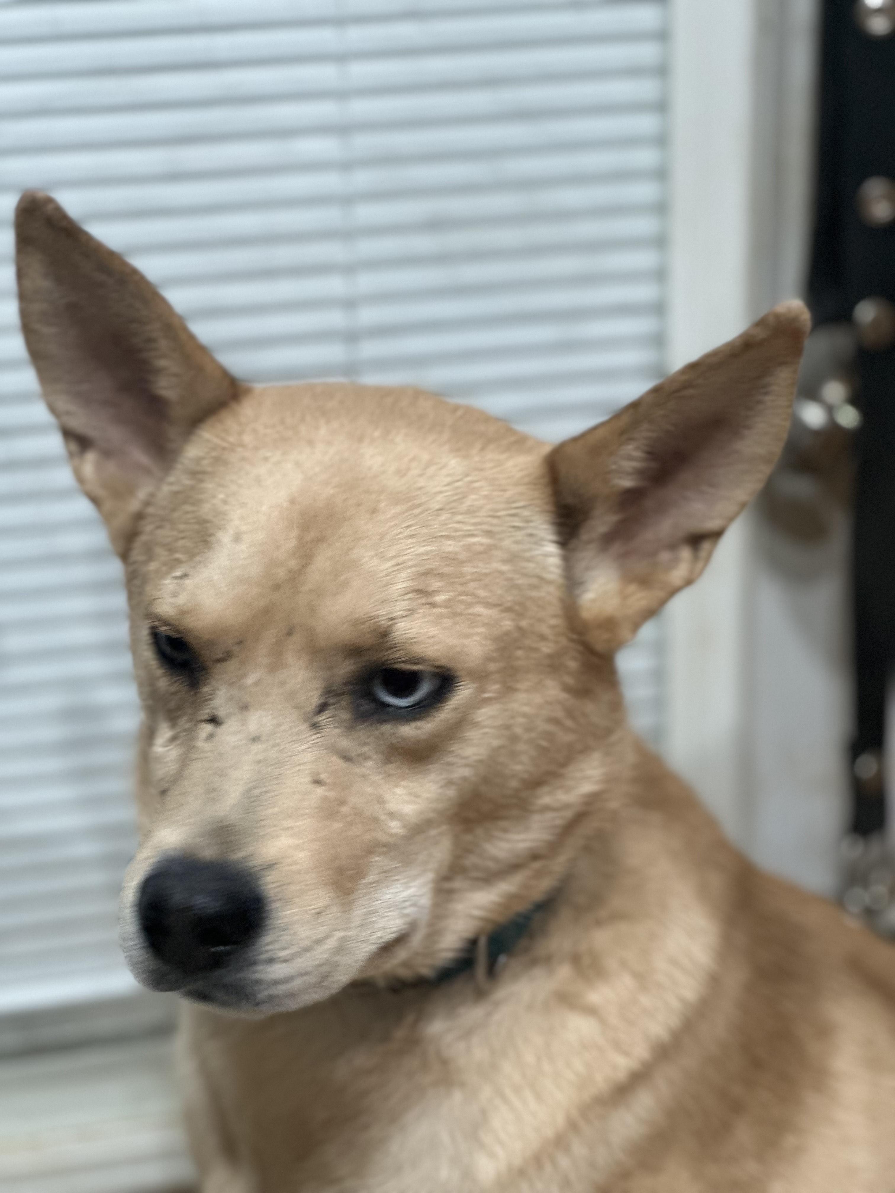 Enlarge Ludwig, a Adoptable mixed breed in Luttrell, TN image 5/5