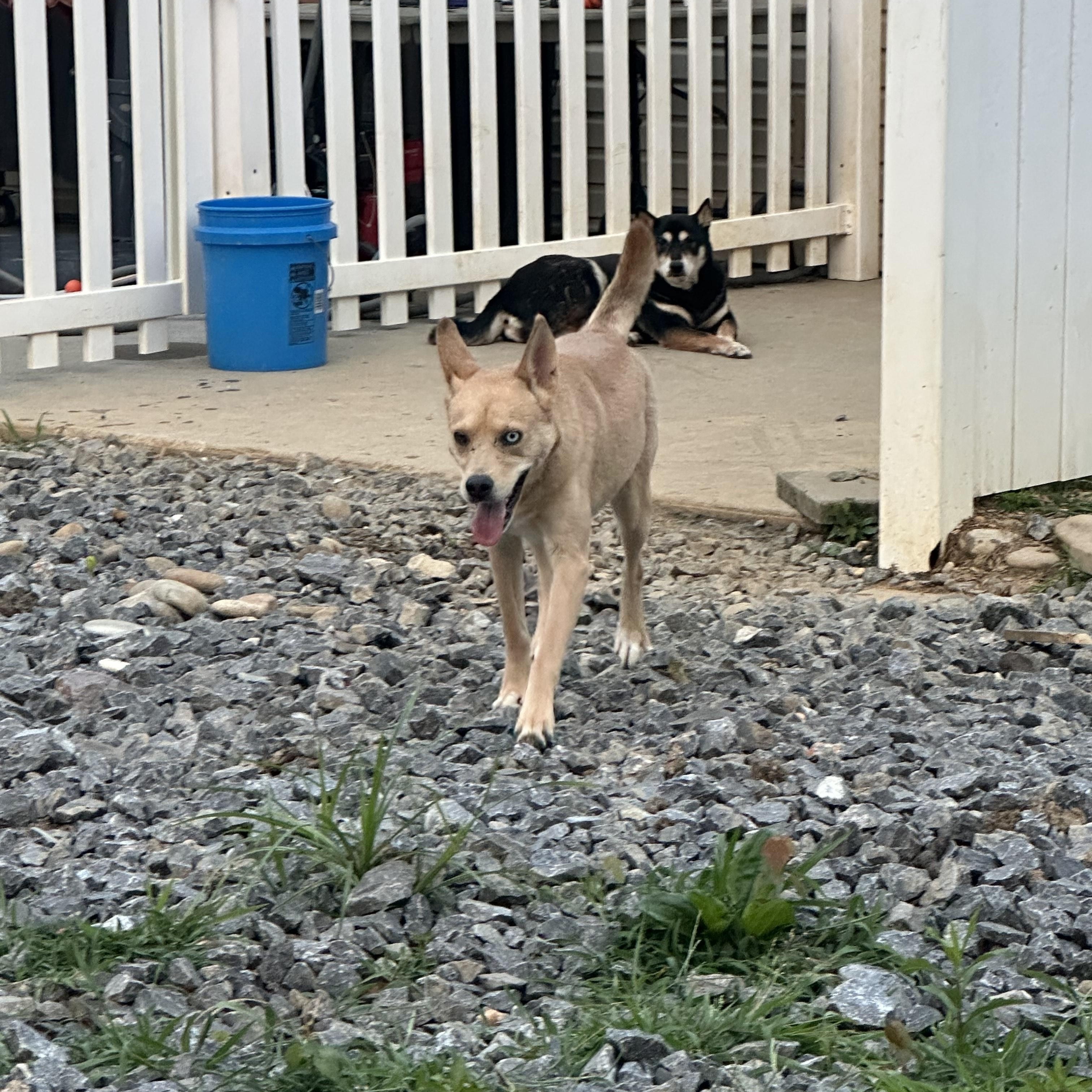 Enlarge Ludwig, a Adoptable mixed breed in Luttrell, TN image 4/5