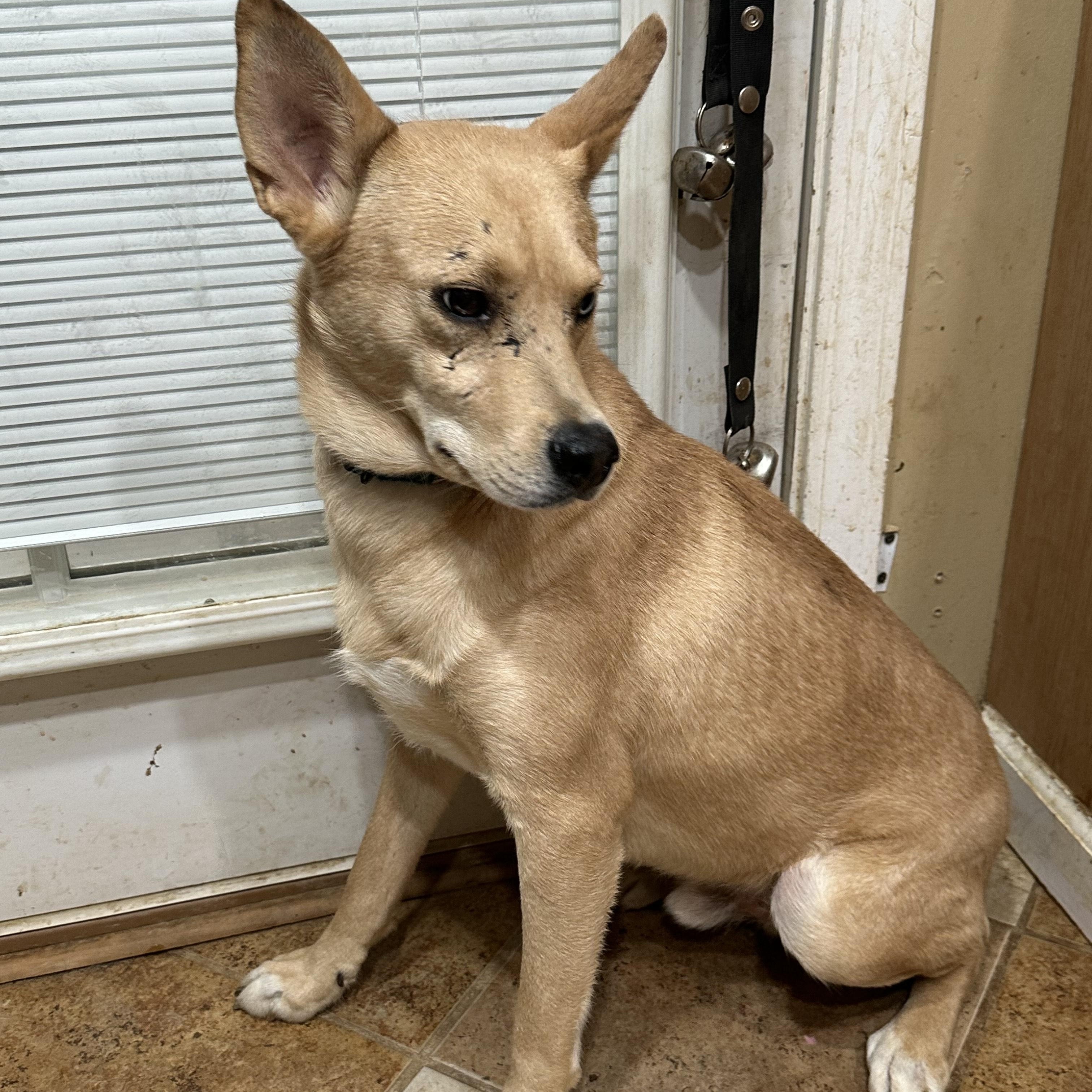 Enlarge Ludwig, a Adoptable mixed breed in Luttrell, TN image 3/5