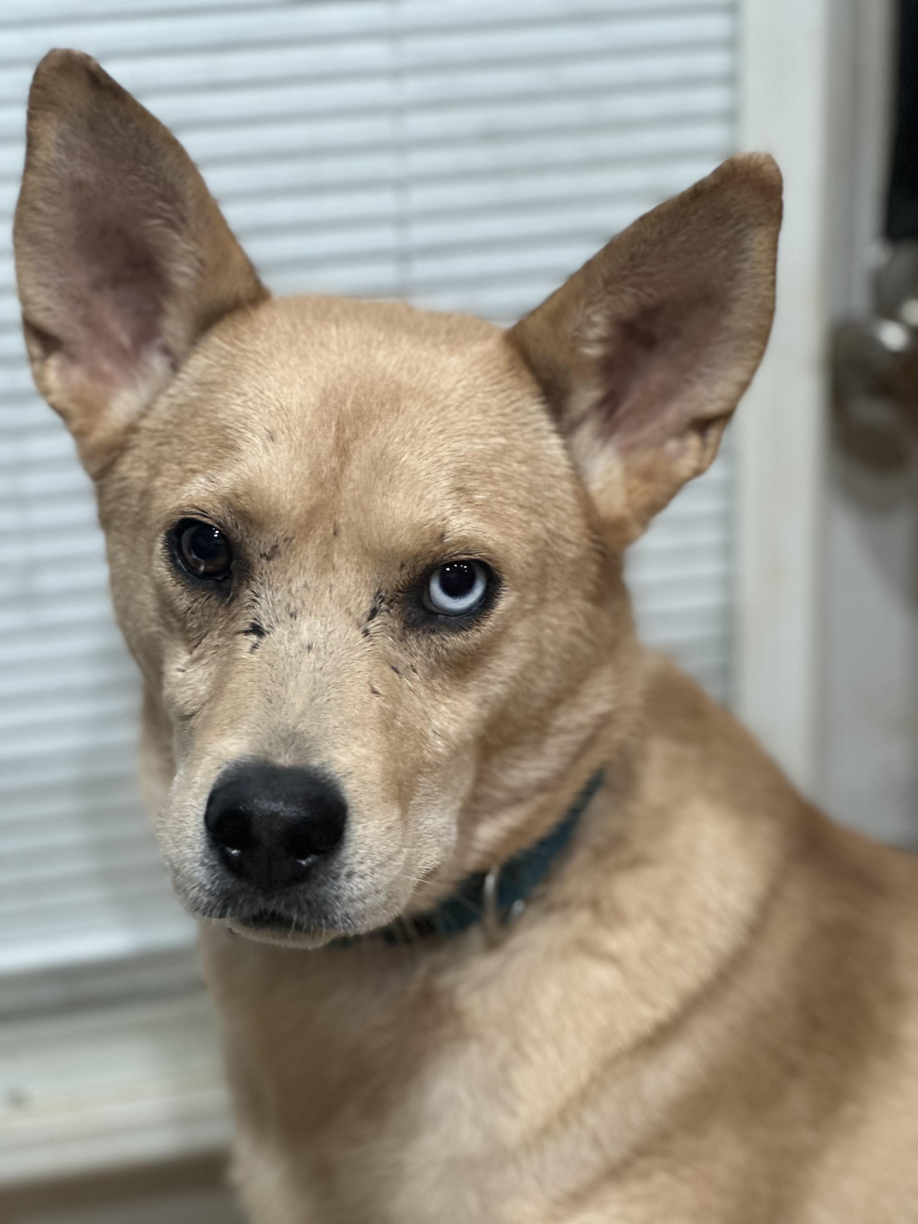 Enlarge Ludwig, a Adoptable mixed breed in Luttrell, TN image 1/5