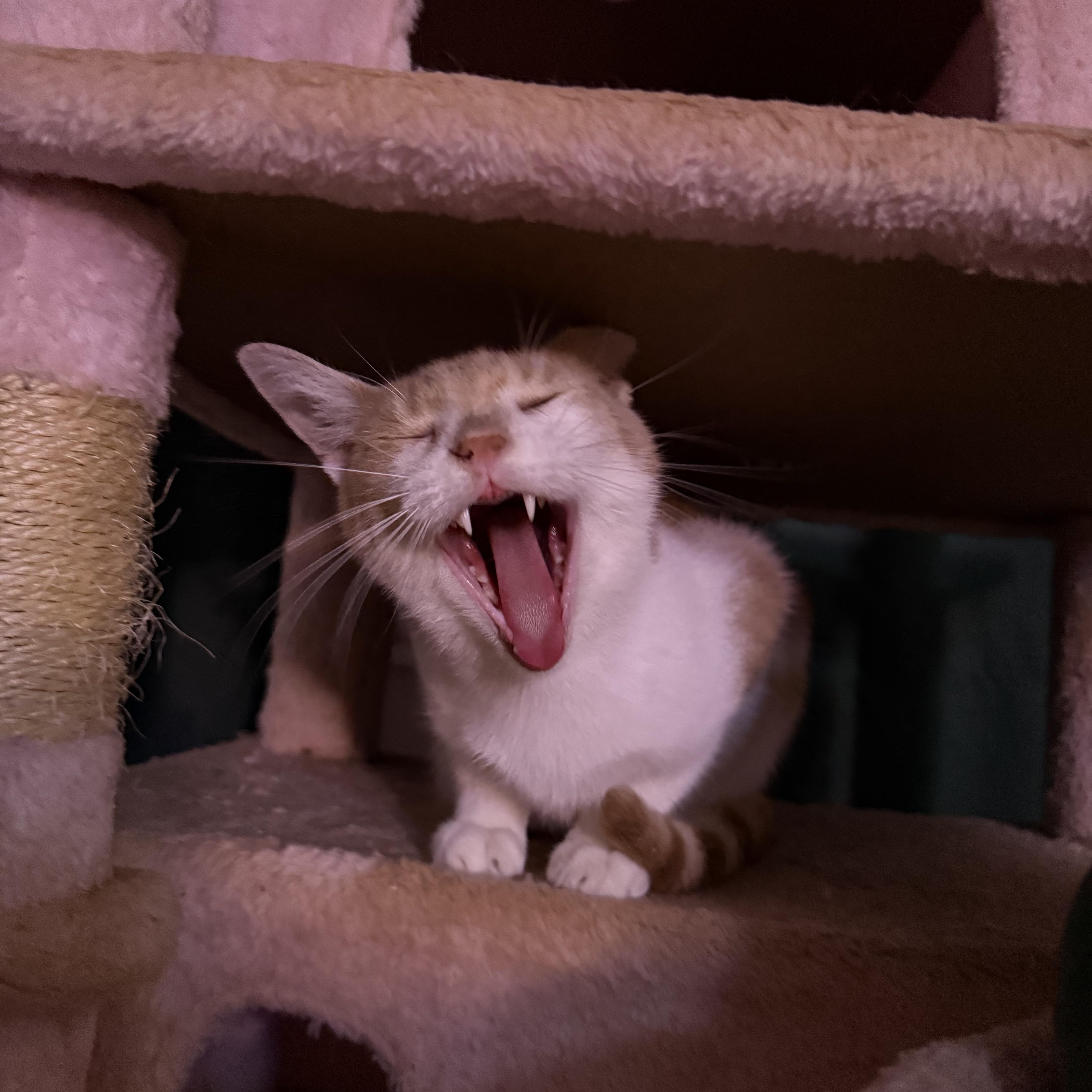 Enlarge Dunkin, a Adoptable Domestic Short Hair in Pinecrest, FL image 6/6