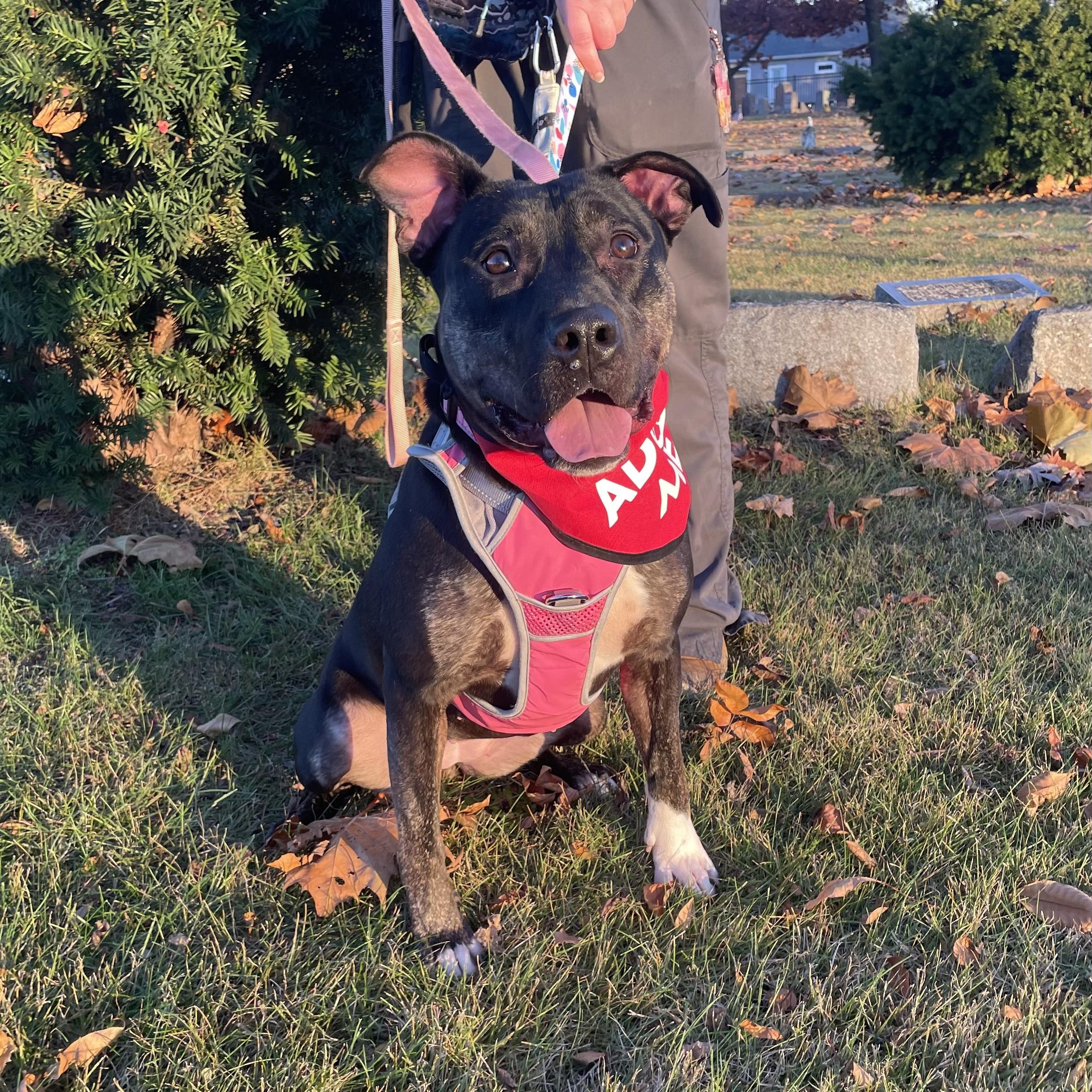 Watermelon, a Adoptable Mixed Breed in Mishawaka, IN image 1/6