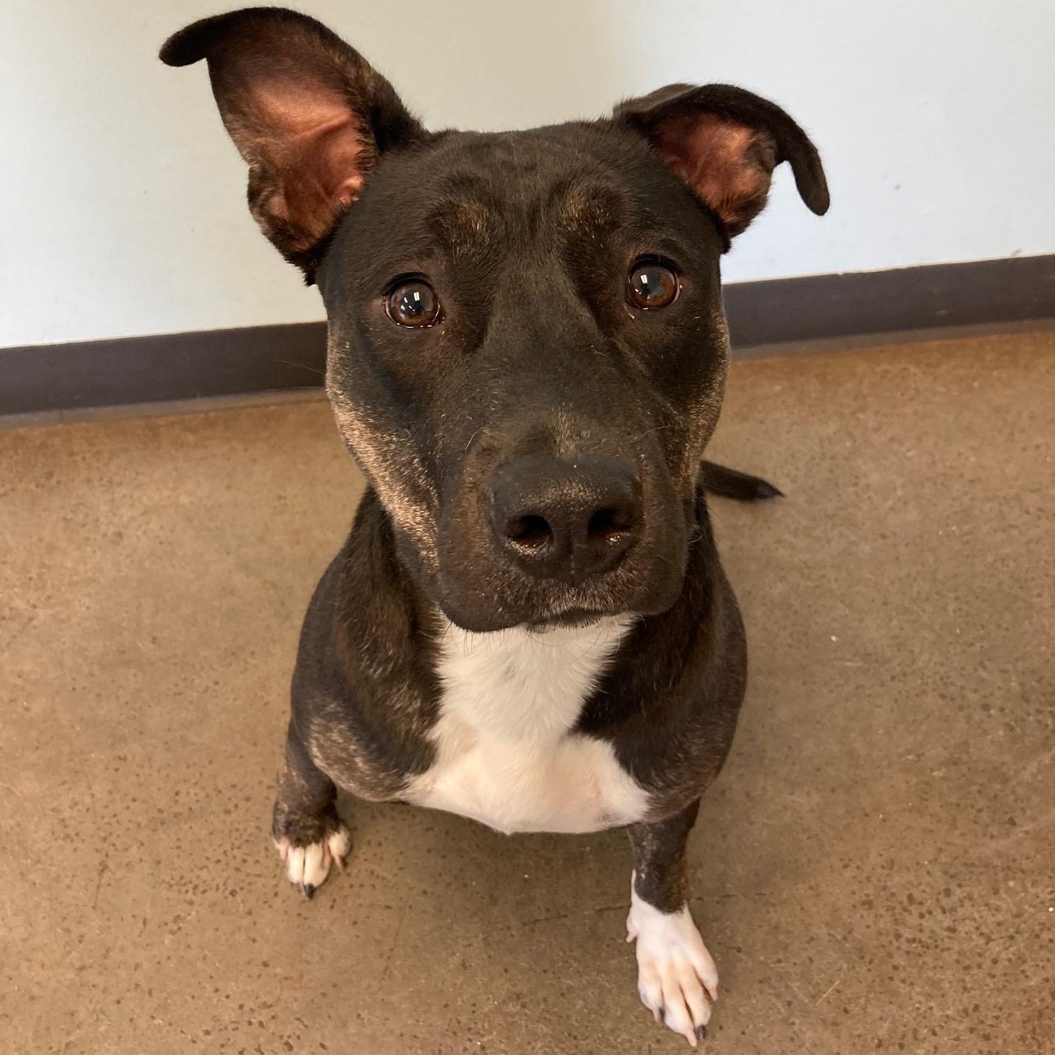 Watermelon, a Adoptable Mixed Breed in Mishawaka, IN image 6/6