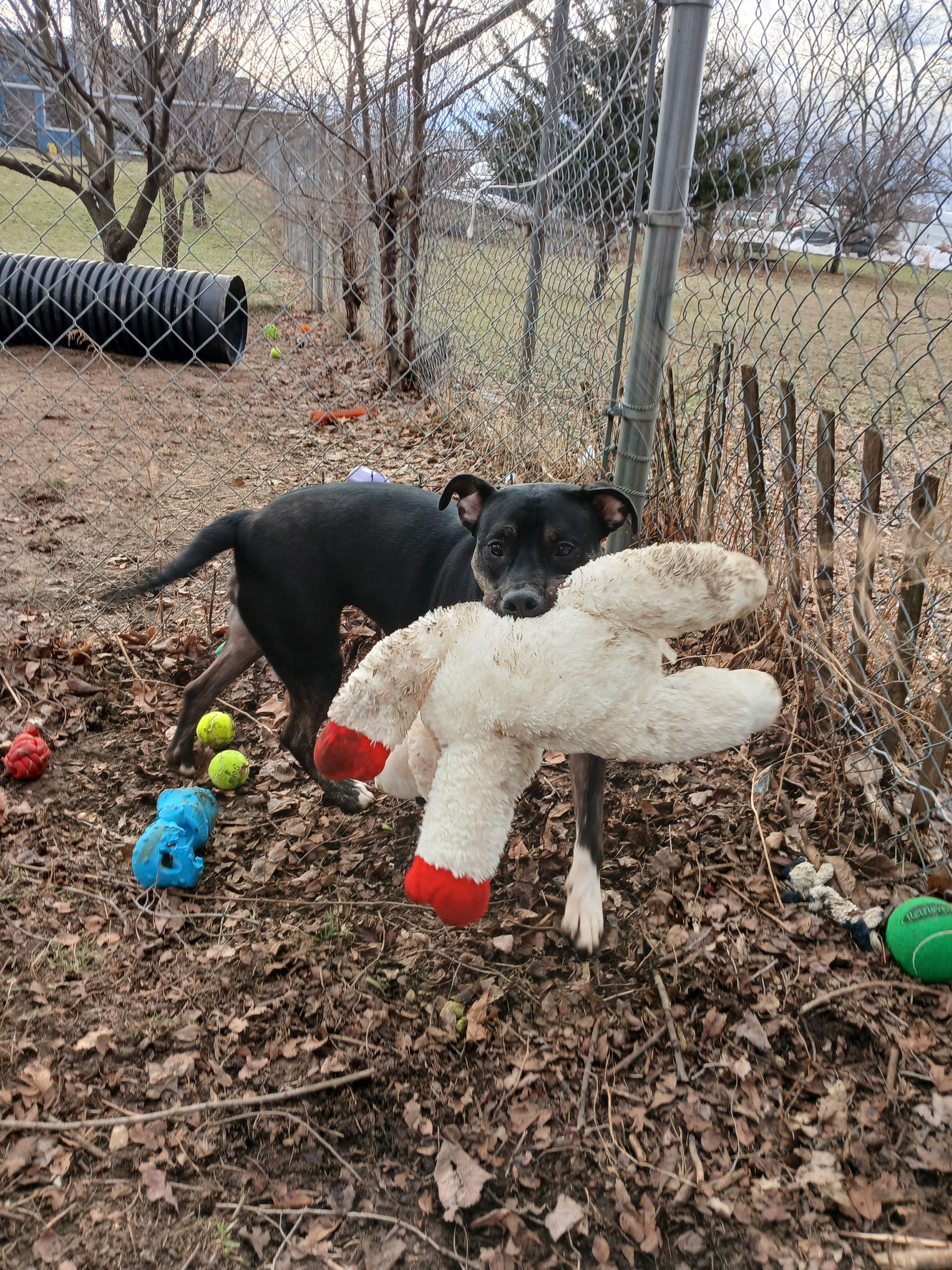 Enlarge Watermelon, a Adoptable Mixed Breed in Mishawaka, IN image 3/6