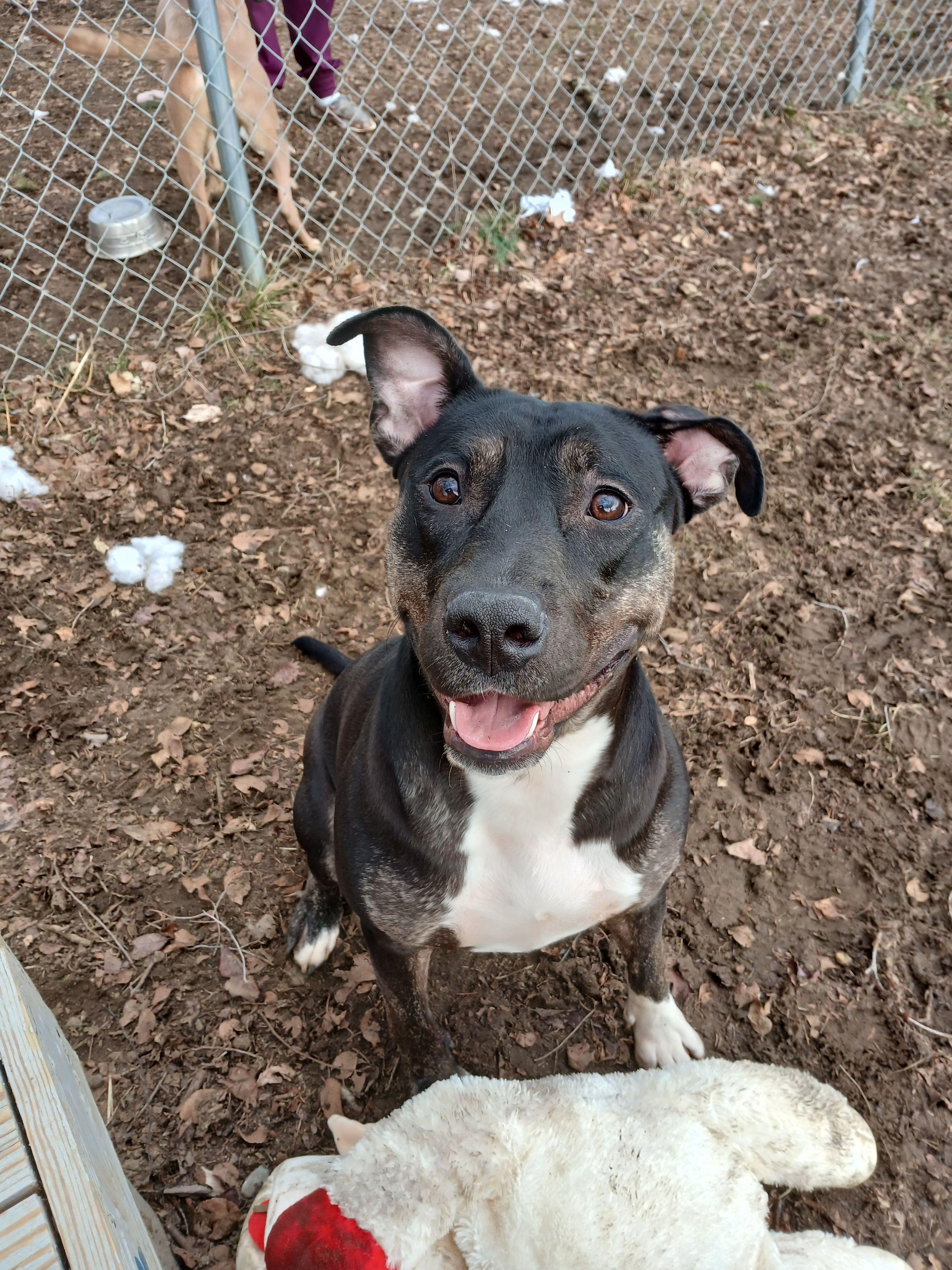 Enlarge Watermelon, a Adoptable Mixed Breed in Mishawaka, IN image 2/6