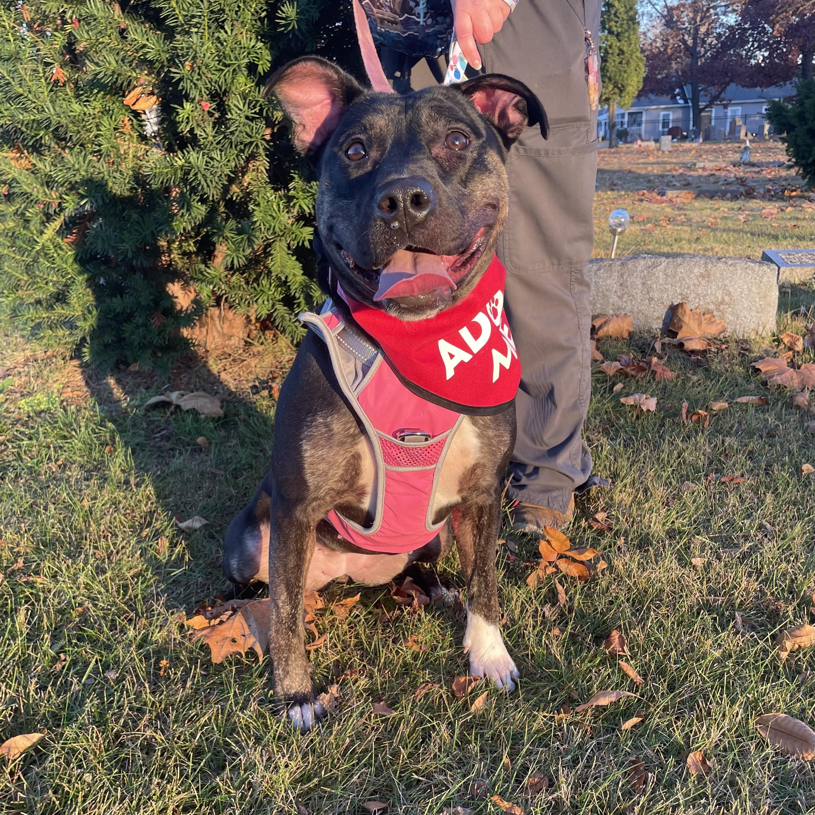 Watermelon, a Adoptable Mixed Breed in Mishawaka, IN image 2/6