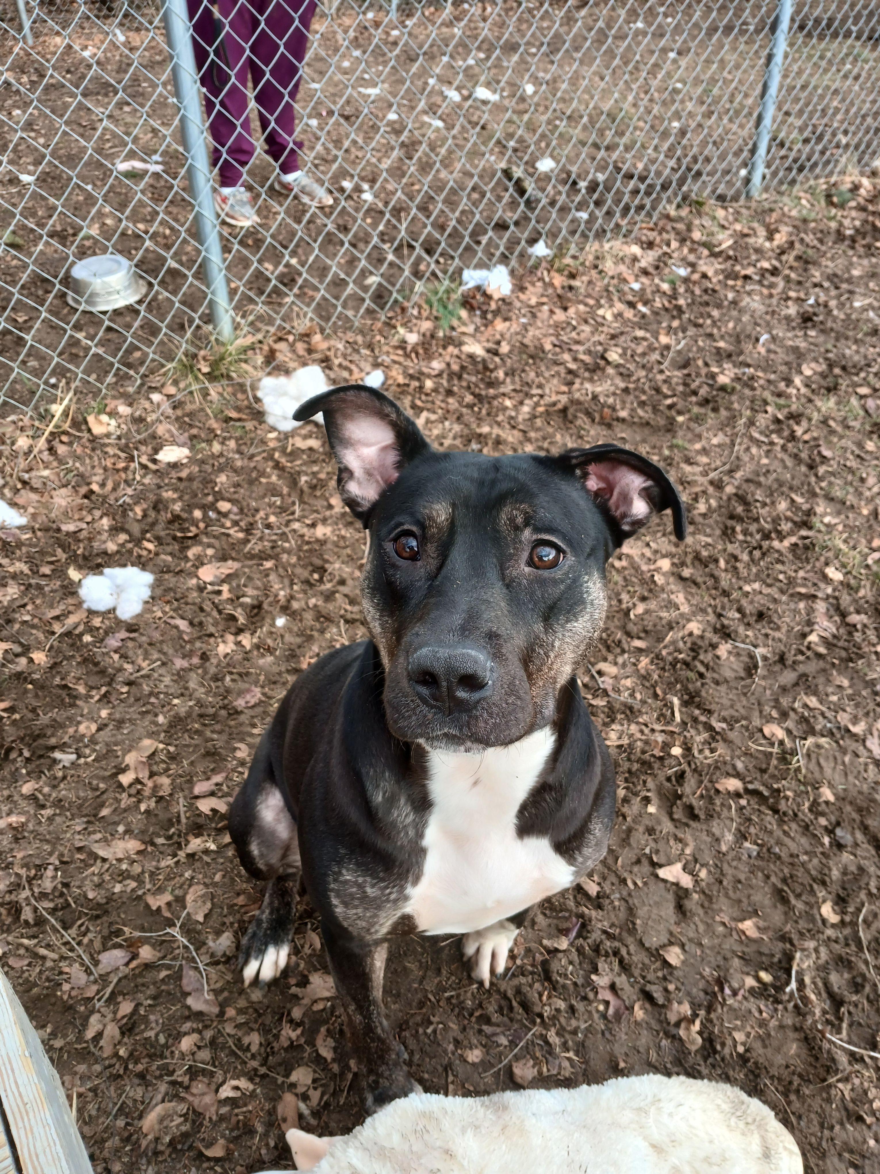 Watermelon, Adoptable, Young Female Mixed Breed.