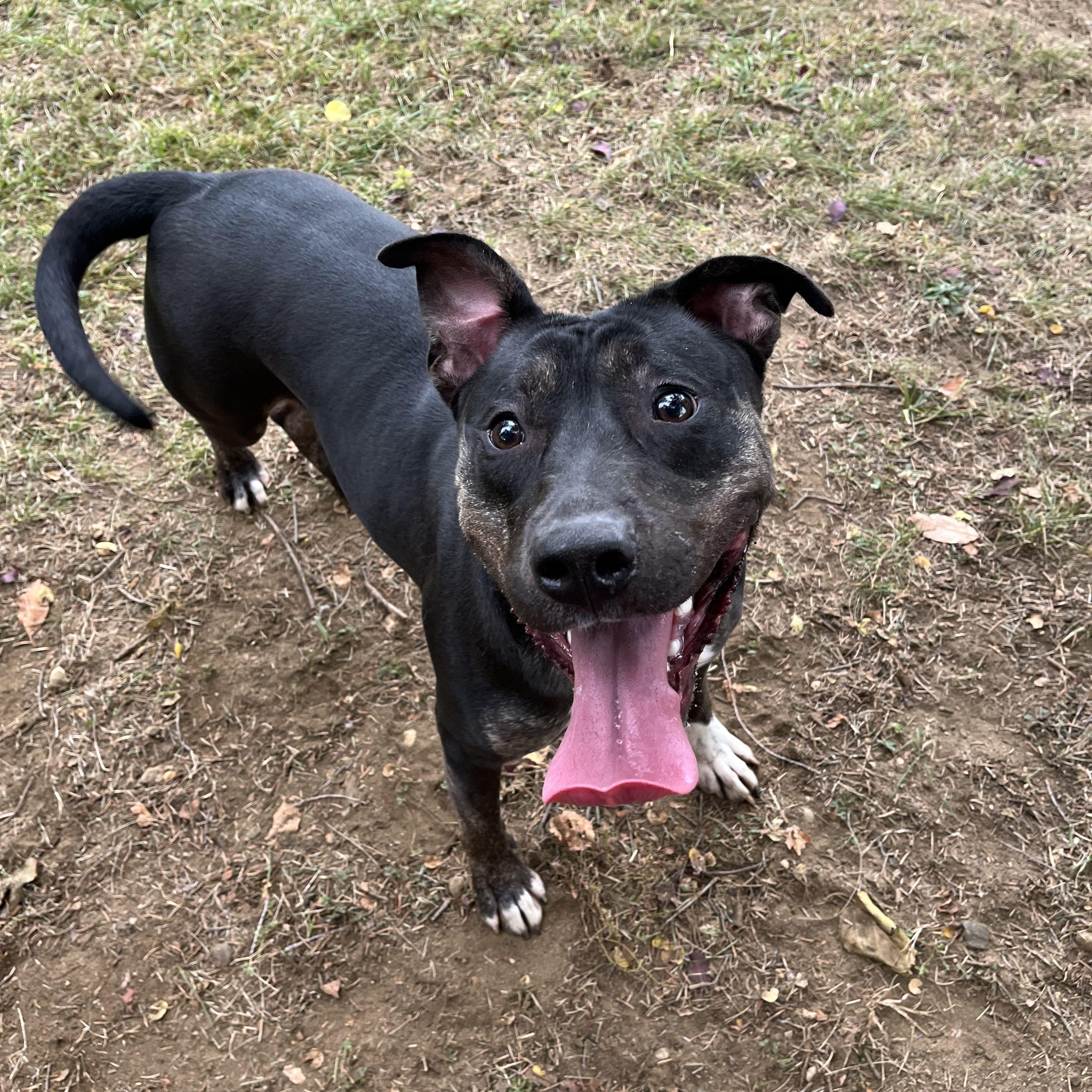 Watermelon, a Adoptable Mixed Breed in Mishawaka, IN image 4/6