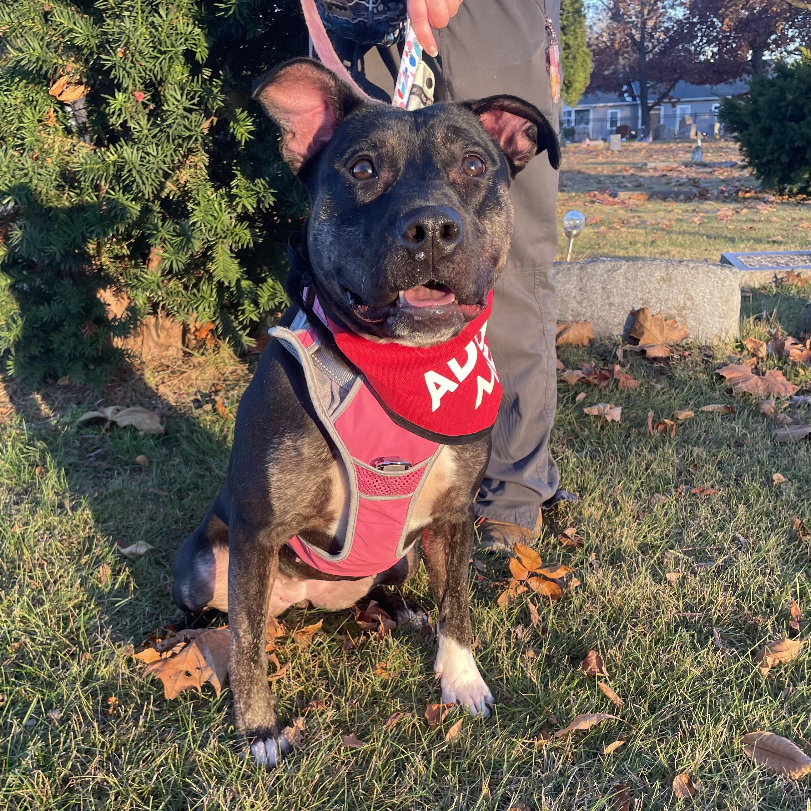 Watermelon, a Adoptable Mixed Breed in Mishawaka, IN image 3/6