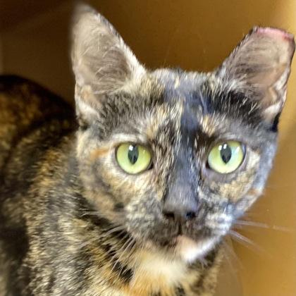 The Weekend, Adoptable, Adult Female Domestic Short Hair & Domestic Short Hair.
