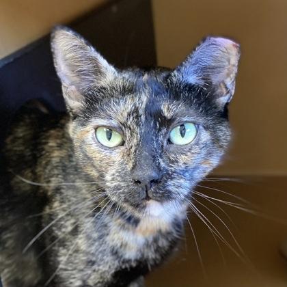 The Weekend, a Adoptable mixed breed in Burlington, WA image 2/2