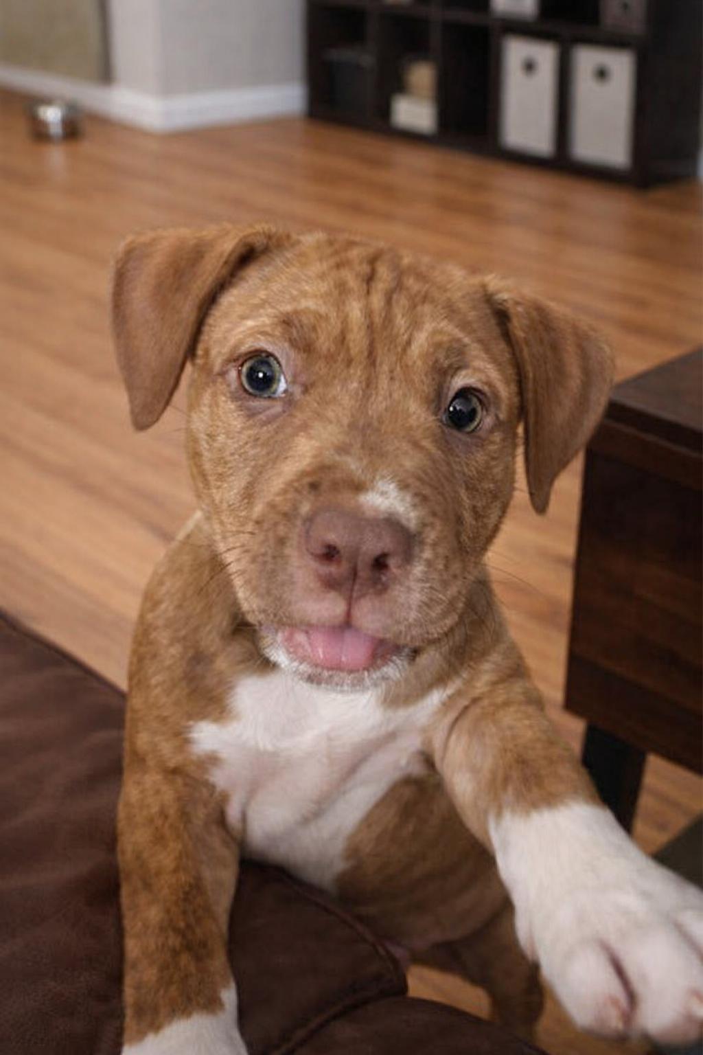 Enlarge Memphis, a Adopted Pit Bull Terrier in Nashville, TN image 1/1